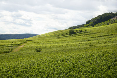 Beautiful wineries in the summer season of western germany, visible road between rows of grapes.