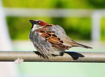 Close-up of bird perching on wood