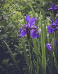 plant