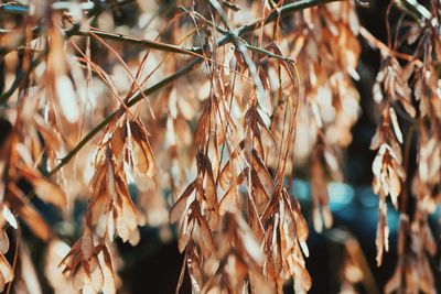 Close-up of dried plant on field