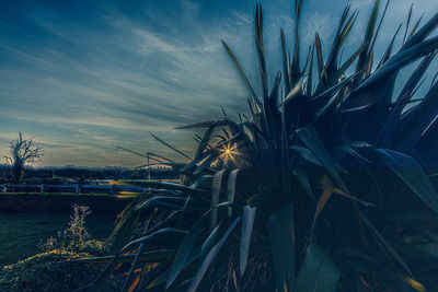 Plants growing on land against sky during sunset