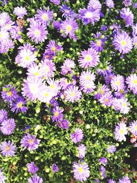 Full frame shot of flowers