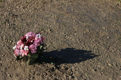 Close-up of pink flowers blooming outdoors