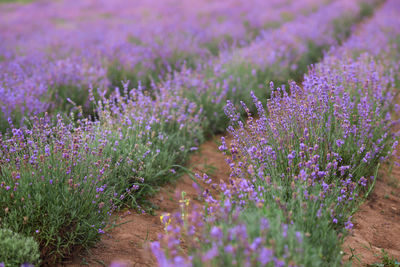 Close-up of purple flowering plants on field