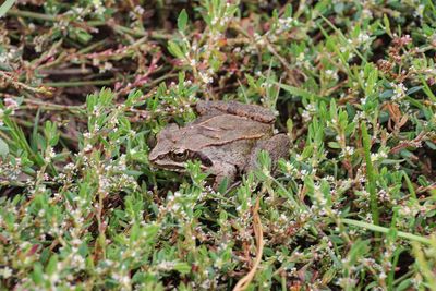 High angle view of lizard on land