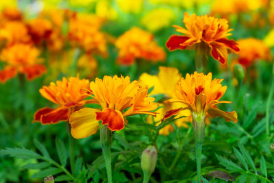 Close-up seedlings of marigold flowers. spring, summer, flowers concept. horizontal orientation