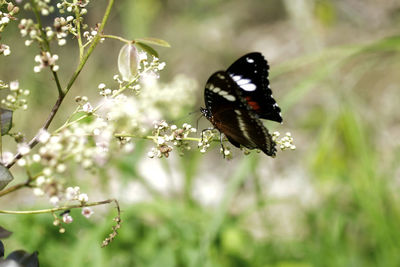 Close-up of butterfly pollinating on flower