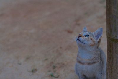 Close-up of cat