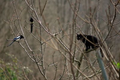 Bird perching on bare tree