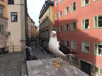 Seagull perching on city