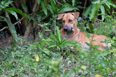 Portrait of dog by plants