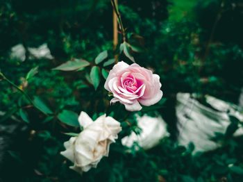 Close-up of pink rose