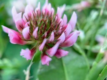 Close-up of pink flowering plant