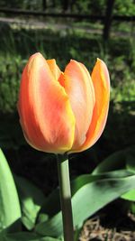 Close-up of tulips