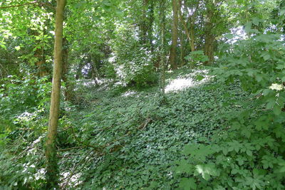 Trees growing in forest