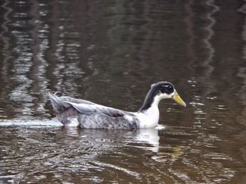 Duck swimming on lake