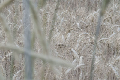 Full frame shot of plants