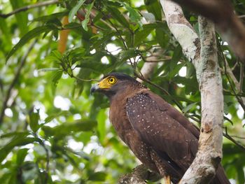 Low angle view of bird perching on tree