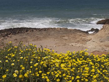 Yellow flowers on beach