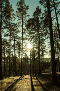 Sunlight streaming through trees in forest against bright sun