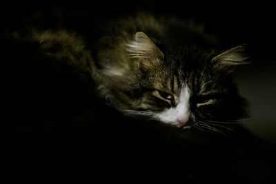 Close-up of cat against black background