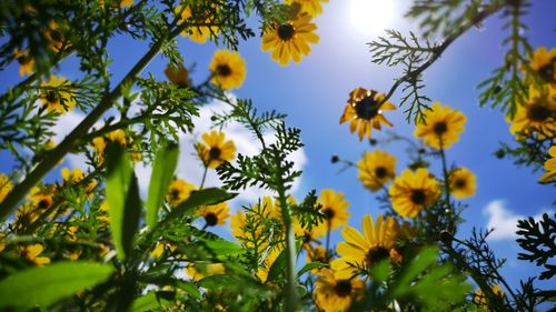 Low angle view of yellow flowering plants against sky