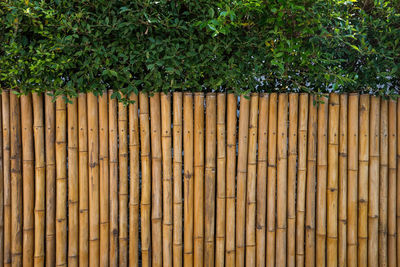 View of bamboo plants