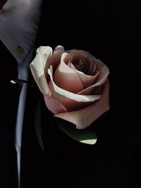 Close-up of hand holding rose over black background