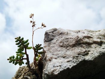 Low angle view of fruit growing on rock against sky