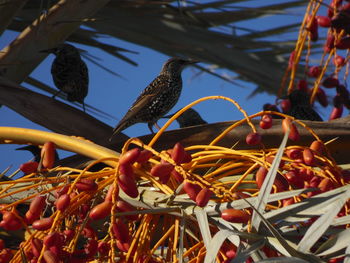 Low angle view of birds perching on branch