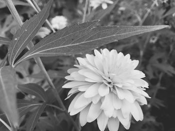 Close-up of flowers blooming outdoors