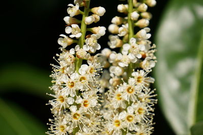 Close-up of white flowers