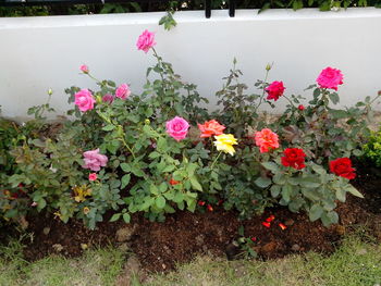 Close-up of flowers blooming outdoors