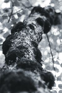 Low angle view of tree trunk