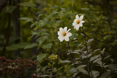 Close-up of white flowering plant