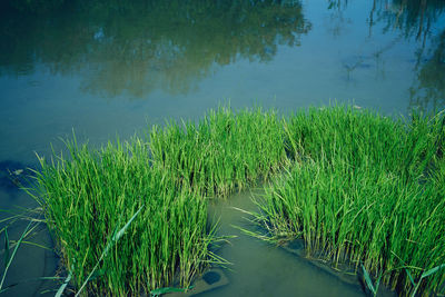 Plants growing on field by lake