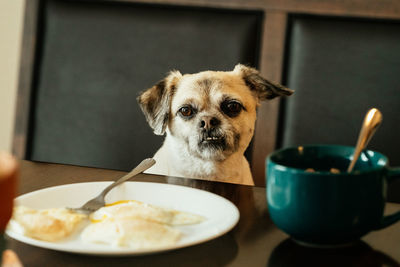 Portrait of a dog