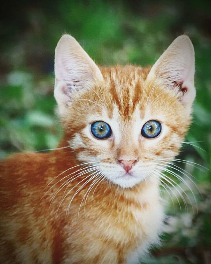 one animal, cat, portrait, feline, mammal, looking at camera, pets, domestic animals, domestic cat, domestic, whisker, close-up, day, vertebrate, focus on foreground, no people, animal body part, ginger cat, animal eye