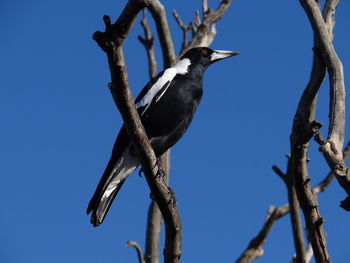 Close-up of australian magpie looking away