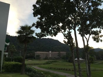 Trees on grassy field