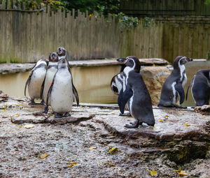 View of penguins on land