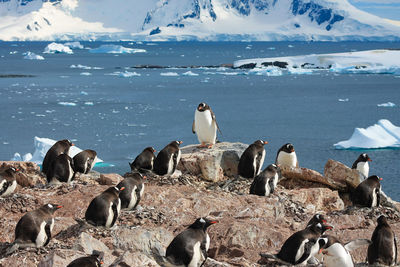 Penguin standing on rock in front of penguins nesting above snowy bay with icebergs.