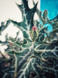 Close-up of flowers against blurred background