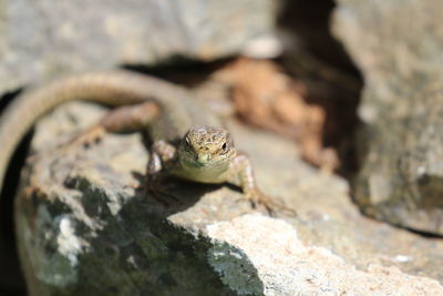 Close-up of lizard on rock