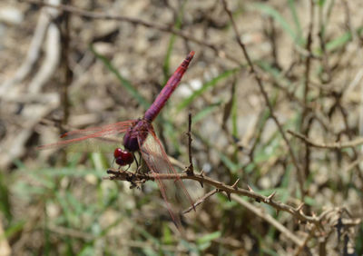 Close-up of dragonfly on plant