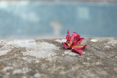Close-up of red flower