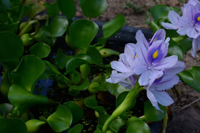 Close-up of purple flowering plants