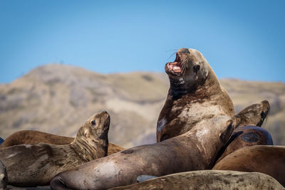 Seals on rock against mountain