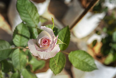 Close-up of snail on plant