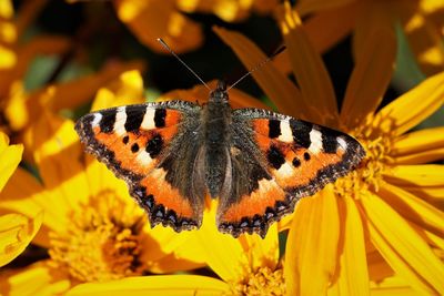 Close-up of butterfly pollinating on yellow flower